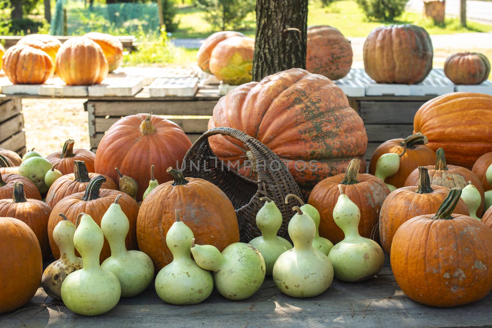 Variety of many pumpkins on the market. Different types pumpkins arranged on wooden table. Pumpkin background. Halloween graphic resources.