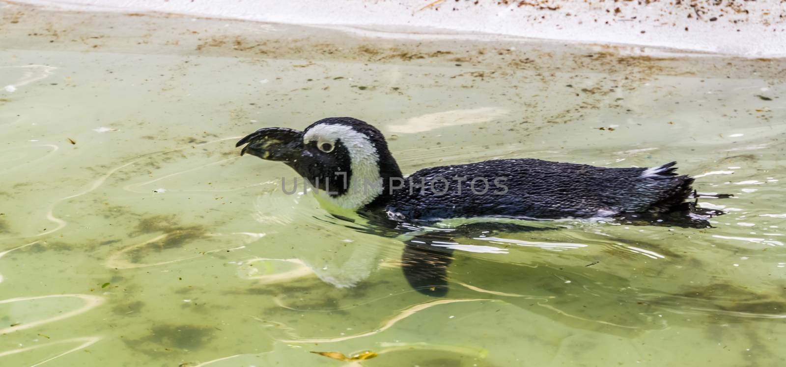 african penguin swimming in the water, flightless bird from Africa, Endangered animal specie