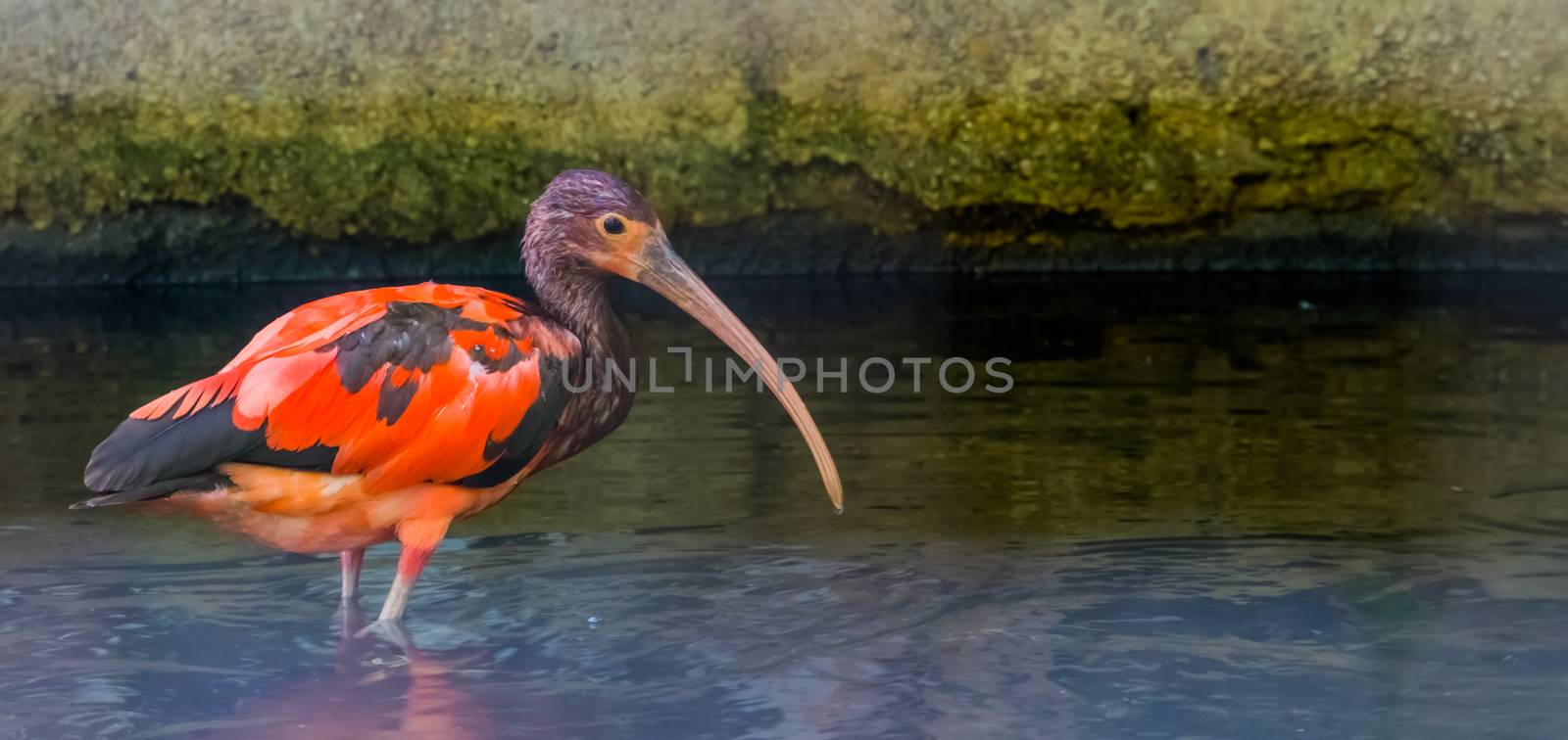 young juvenile red scarlet ibis standing in the water, colorful tropical bird specie from Africa