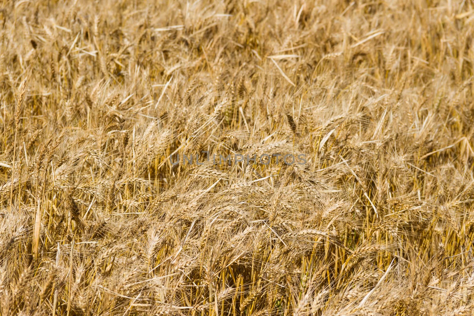 the golden wheat under the sun in the field plantations