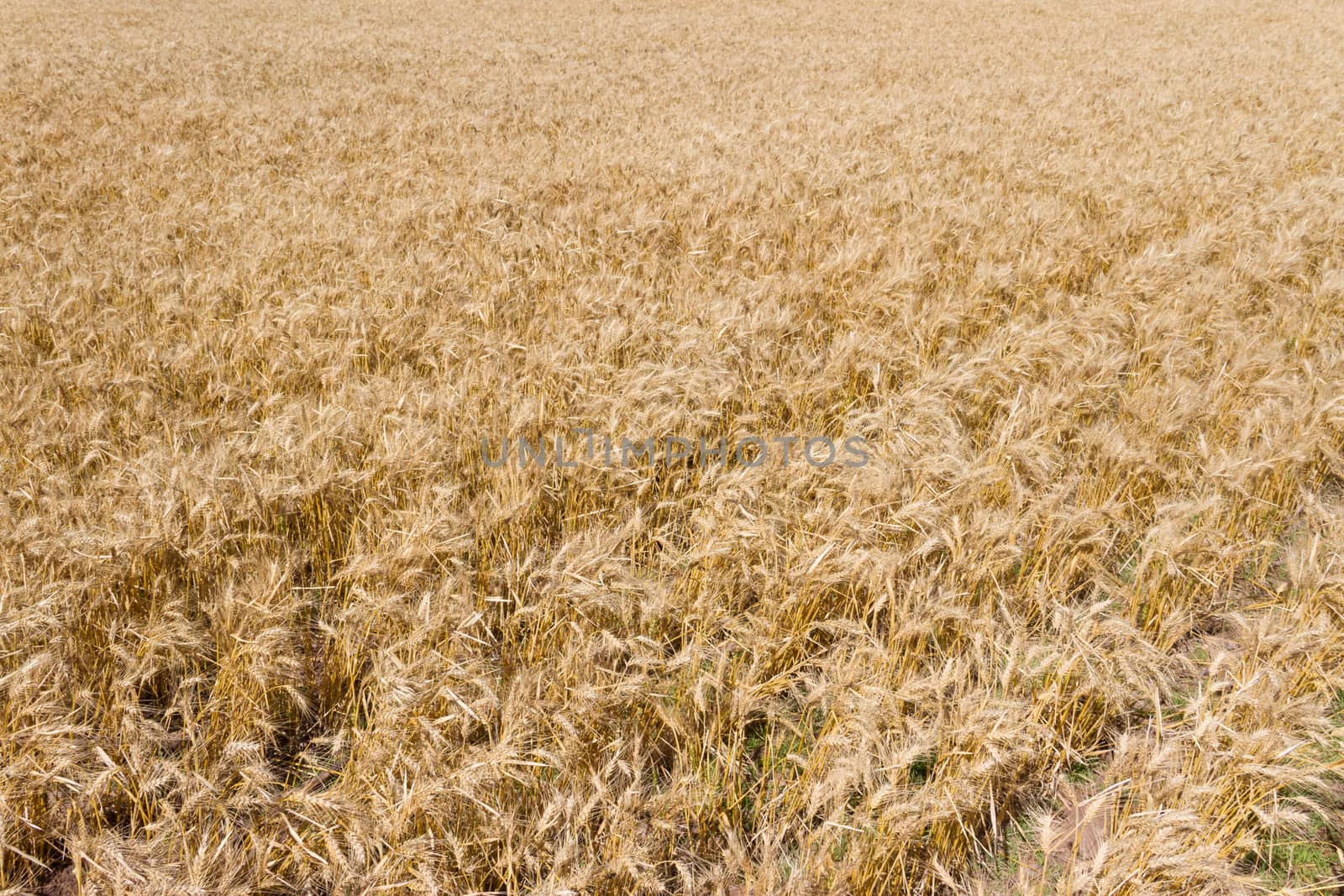 the golden wheat under the sun in the field plantations