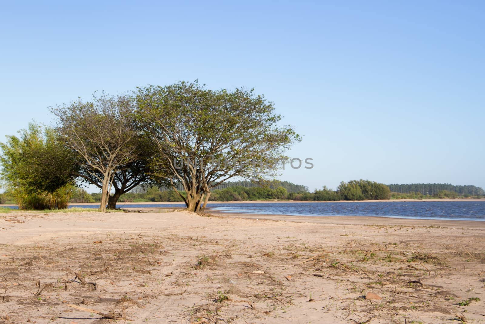 summer landscape on the banks of the river in the city of federation province of entre rios argentina by GabrielaBertolini