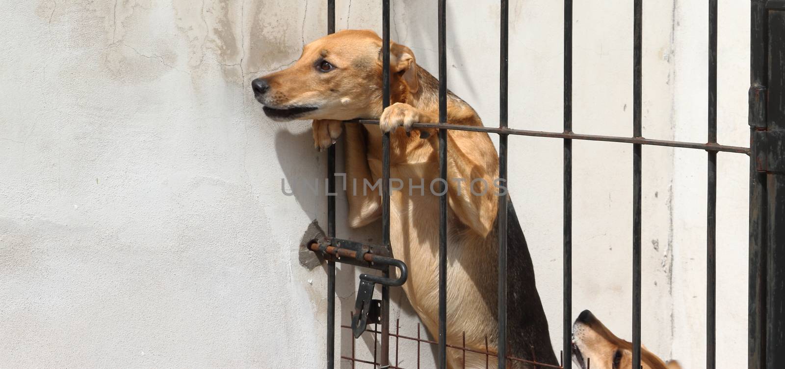 dogs locked up victims of animal abuse and abuse by GabrielaBertolini