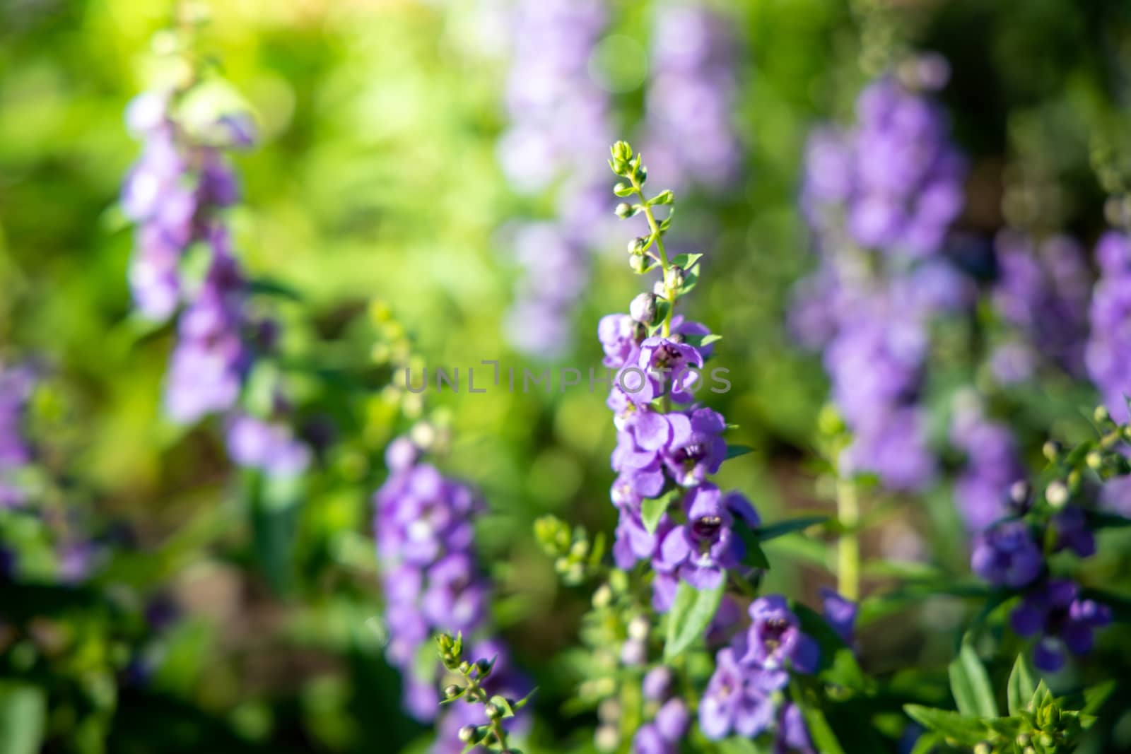 The background image of the colorful flowers by teerawit