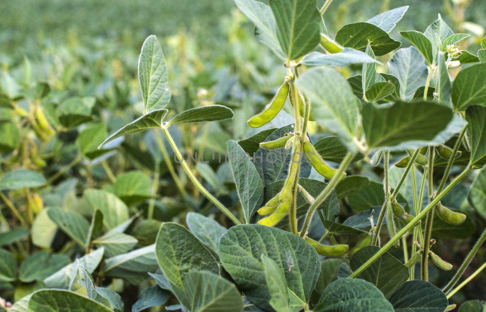 Edamame soybean plantation. Growing Edamame concept.