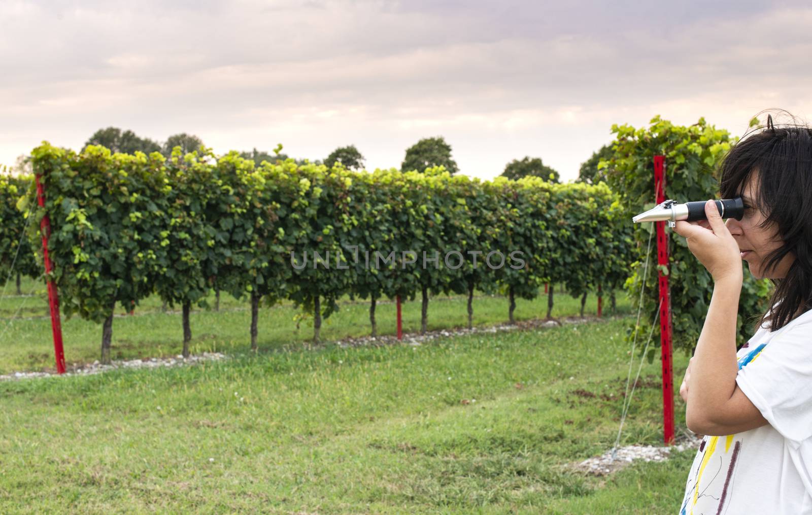 Measure grape beans in vineyards. Woman farmer measure grape sug by deyan_georgiev