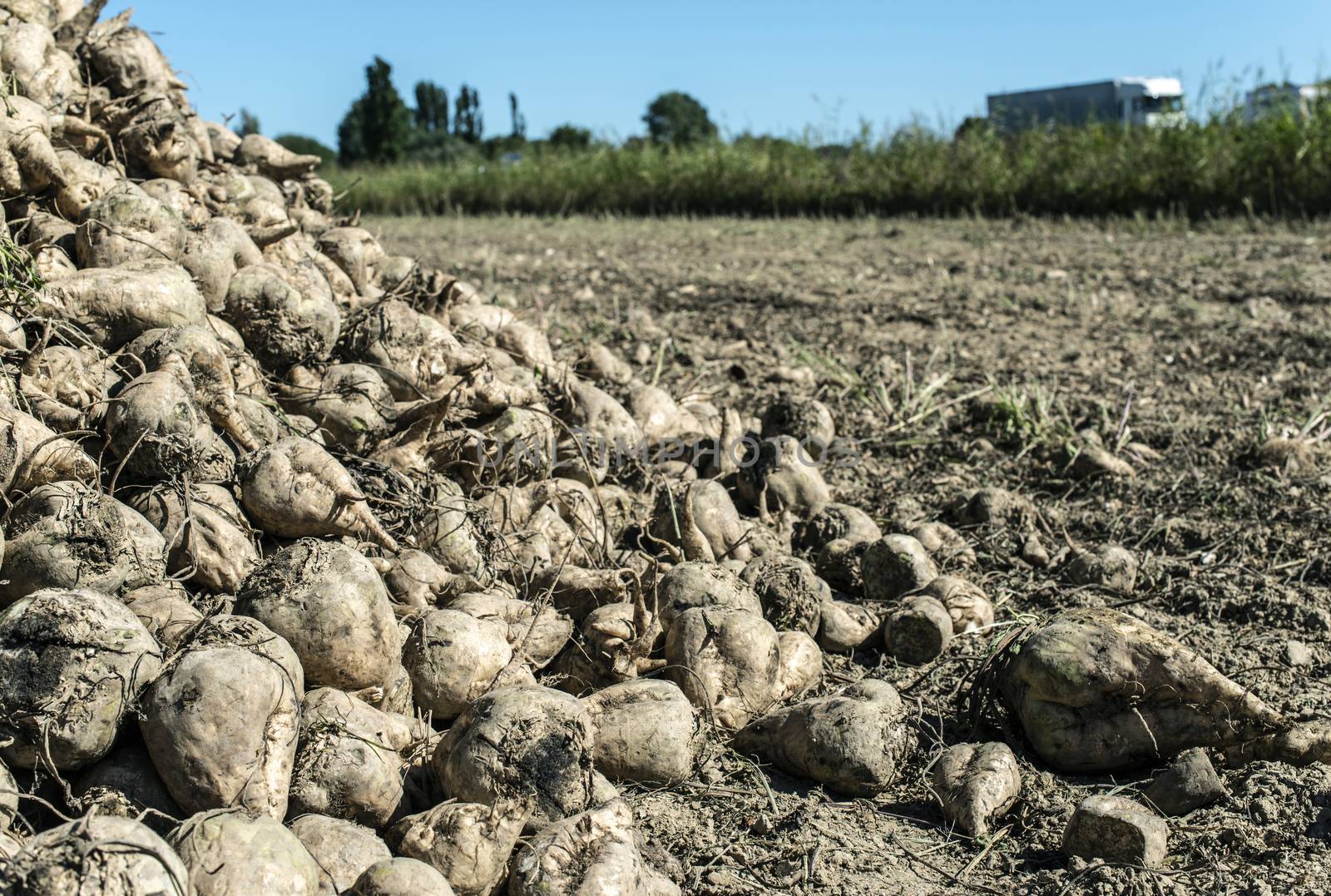 Heap sugar beet in farm. Harvest sugarbeet in plantation.