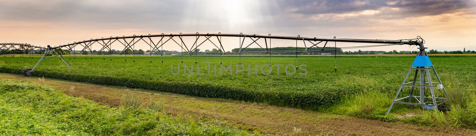 Irrigation sprinkler in agriculture land. Sunset panoramic image. Green plants in farm.