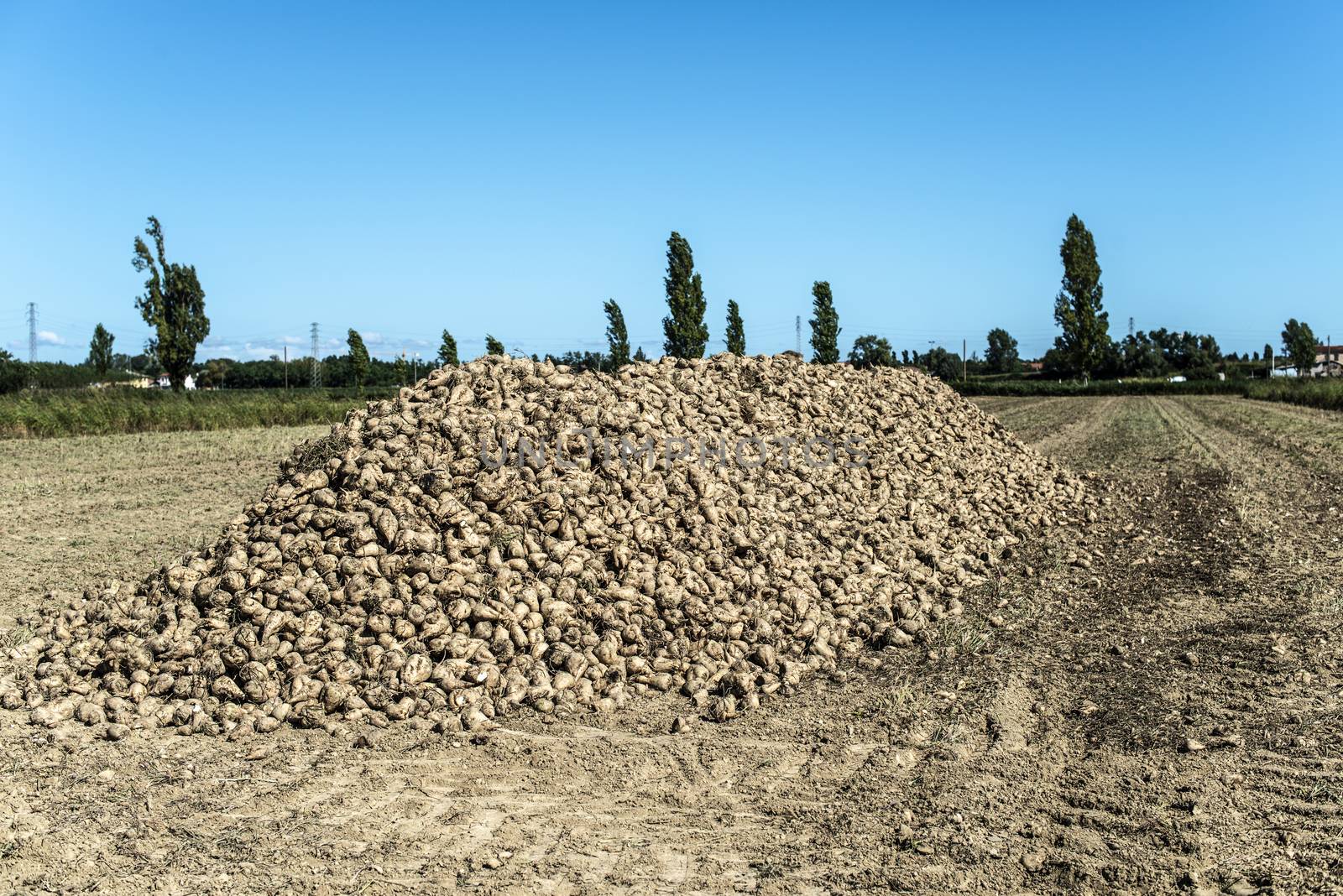 Heap sugar beet in farm. by deyan_georgiev