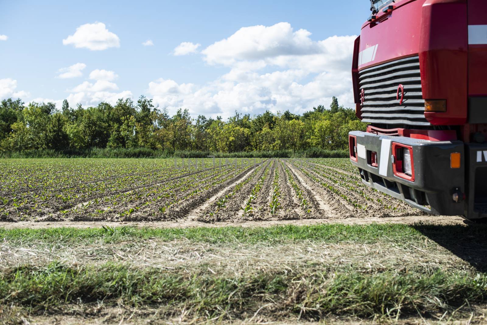 Sugar beet plantation in a row.  by deyan_georgiev