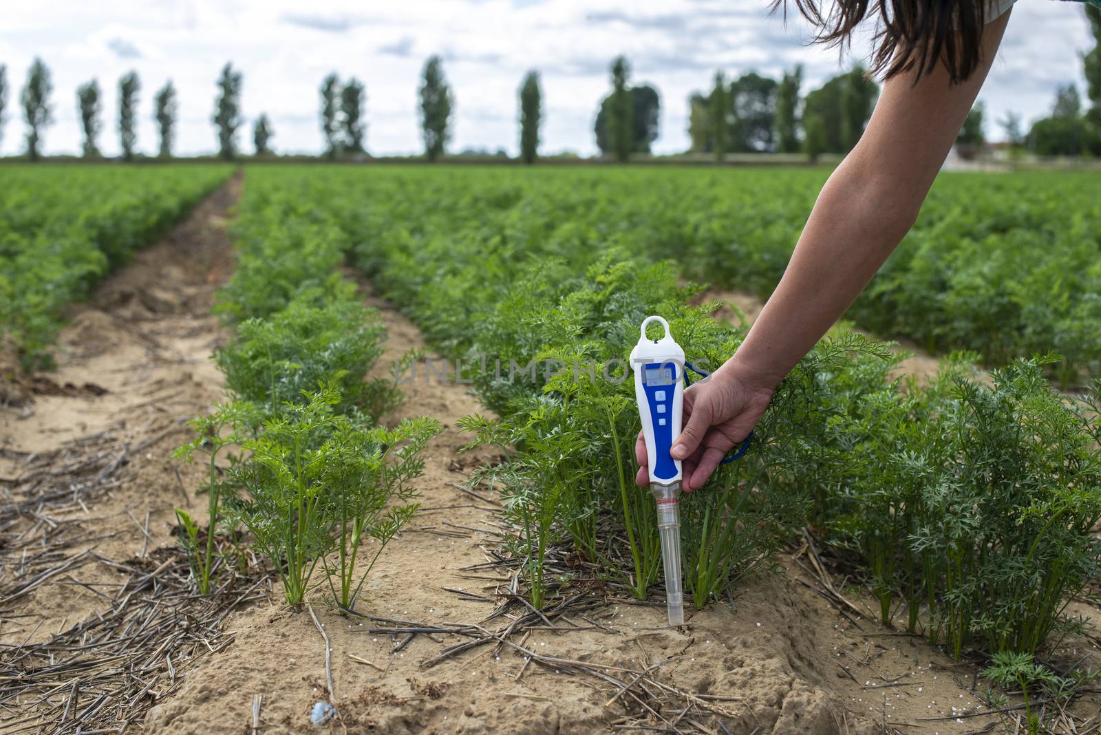 Measure soil with digital device. Green plants and woman farmer measure PH and moisture in the soil. High technology agriculture concept.