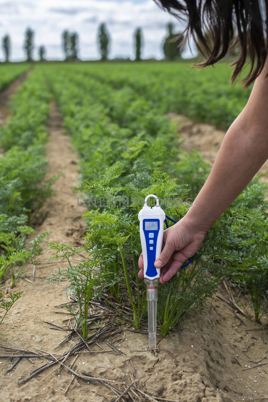 Measure soil with digital device. Green plants and woman farmer measure PH and moisture in the soil. High technology agriculture concept.