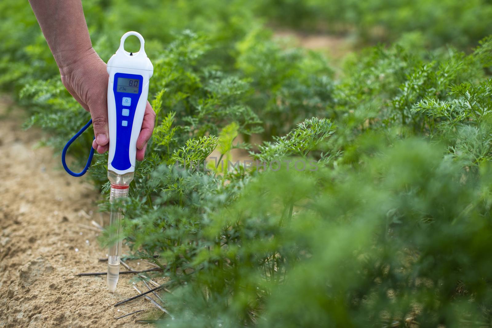 Measure soil with digital device. Green plants and woman farmer measure PH and moisture in the soil. High technology agriculture concept.