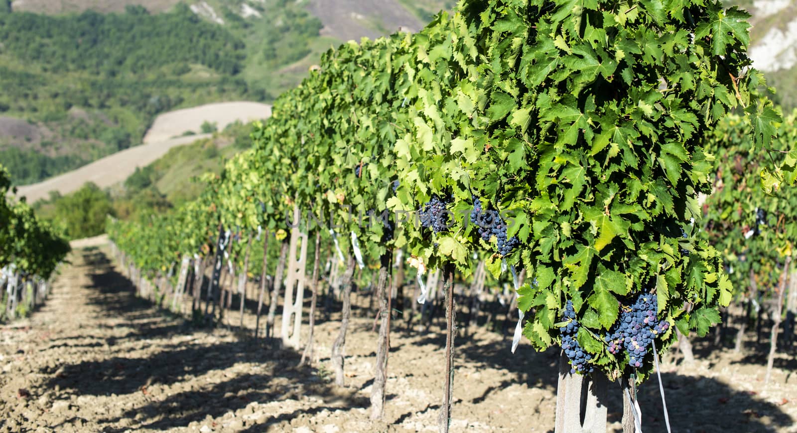 Vine valley, vineyards in rows on hill in Italy. by deyan_georgiev