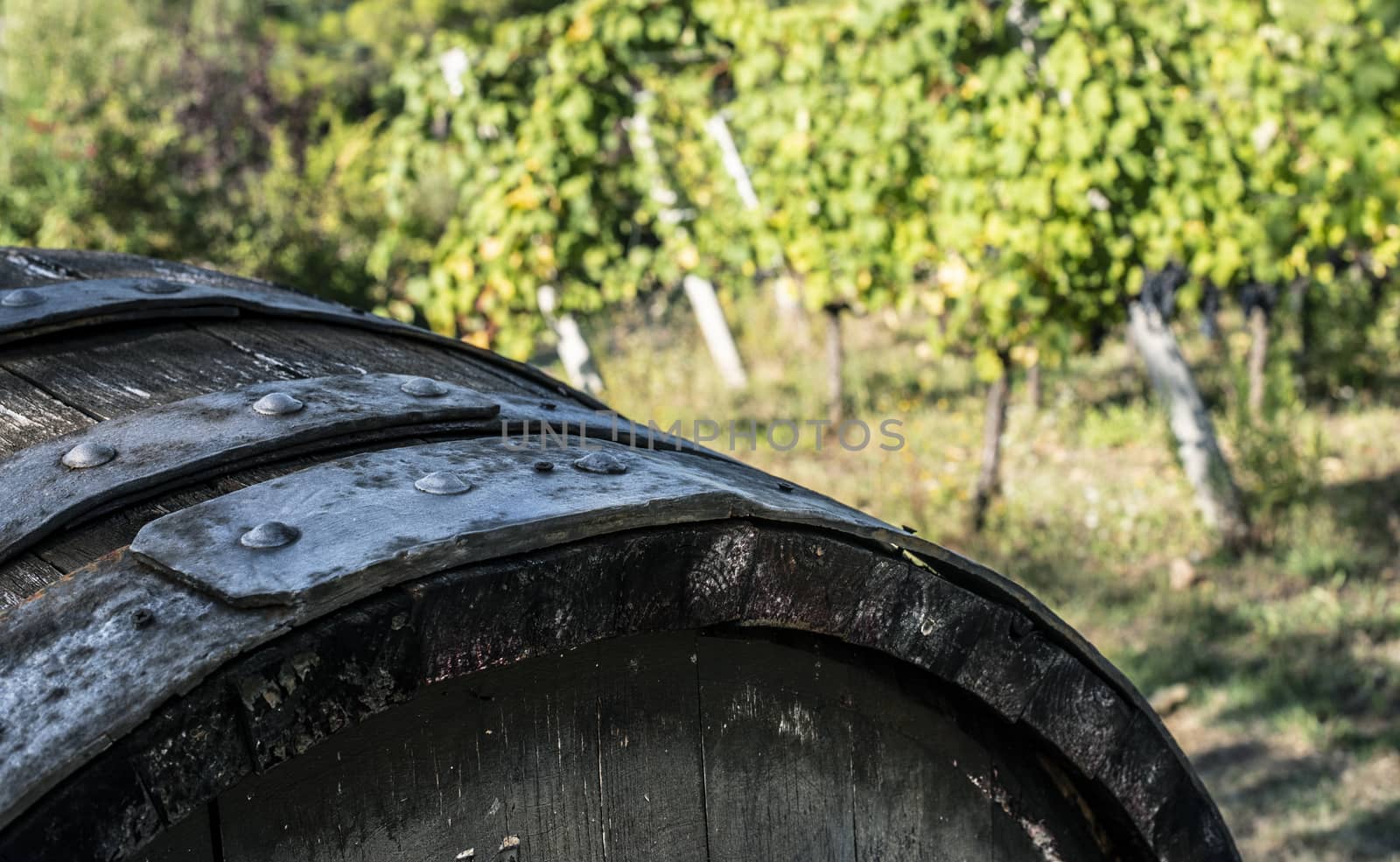 Vine valley, vineyards in rows on hill in Italy. An old wine barrel in the foreground
