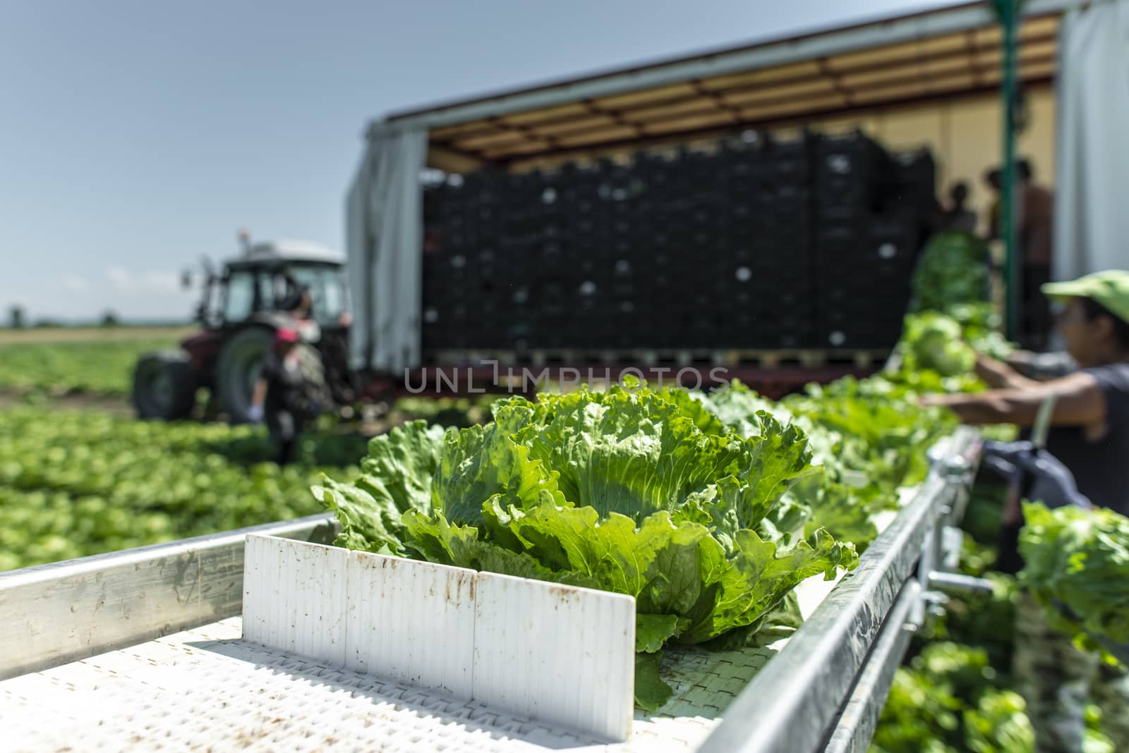 Tractor with production line for harvest lettuce automatically. Lettuce iceberg picking machine on the field in farm. Concept for automatization in the agriculture.