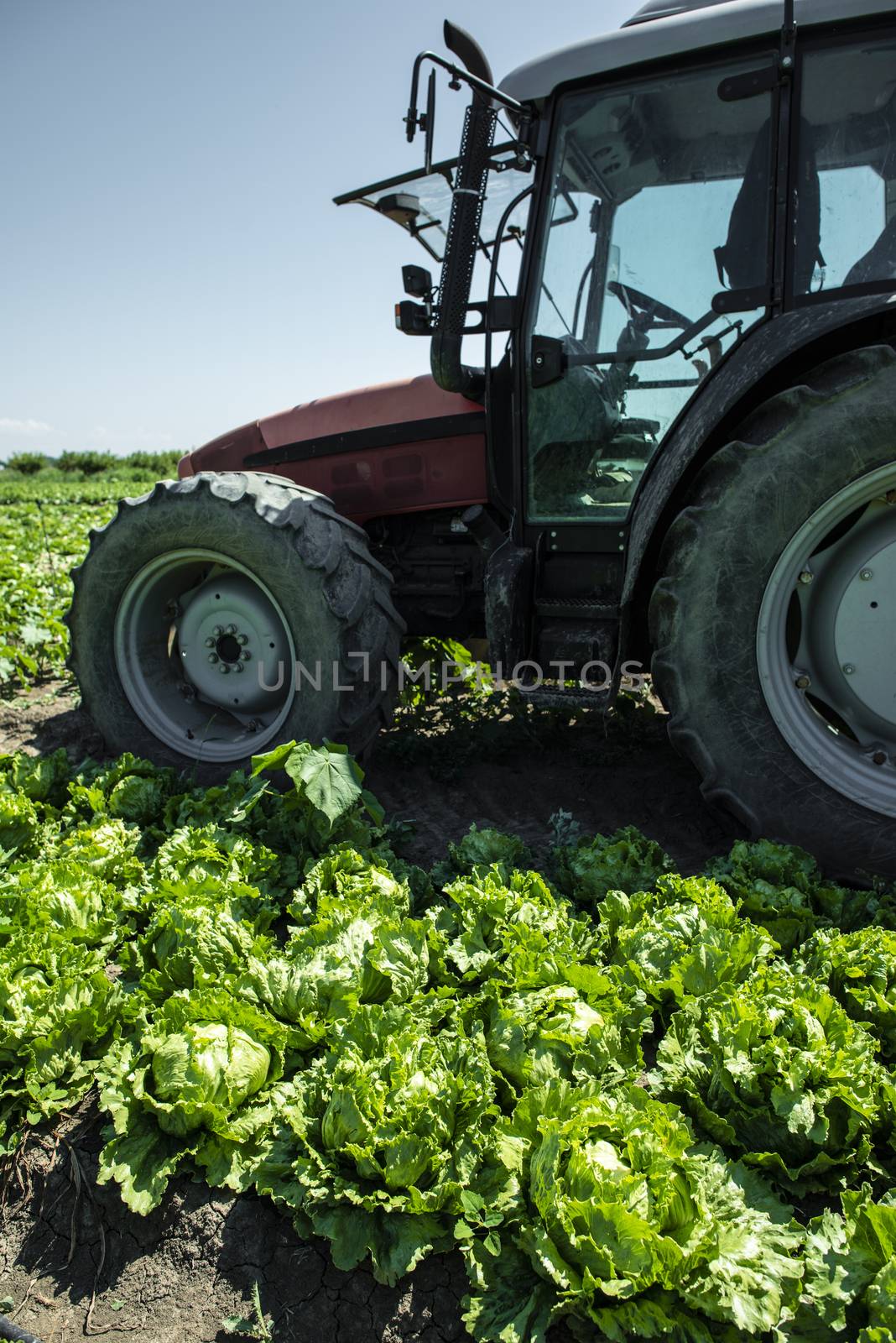 Tractor in lettuce iceberg farm. Harvest Lettuce iceberg by deyan_georgiev