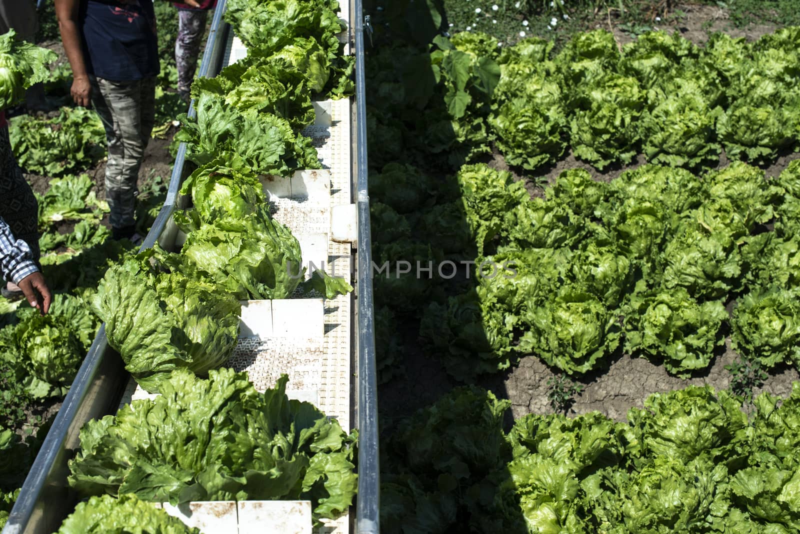 Tractor with production line for harvest lettuce automatically.  by deyan_georgiev