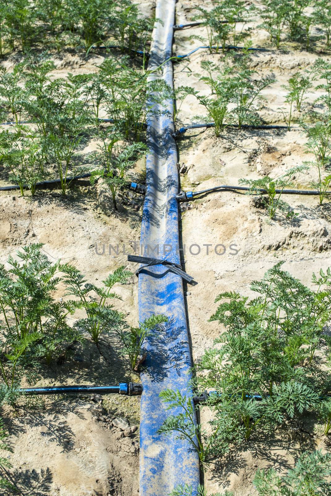 Carrots in big farmland. Irrigation hoses in carrot plantation. Concept for carrots growing.