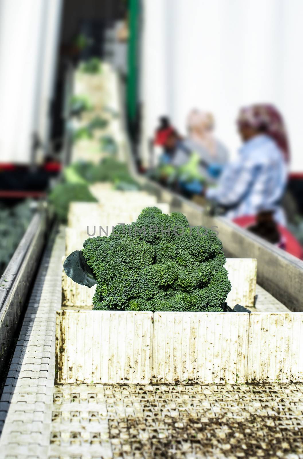 Harvest broccoli in farm with tractor and conveyor. Workers pick by deyan_georgiev