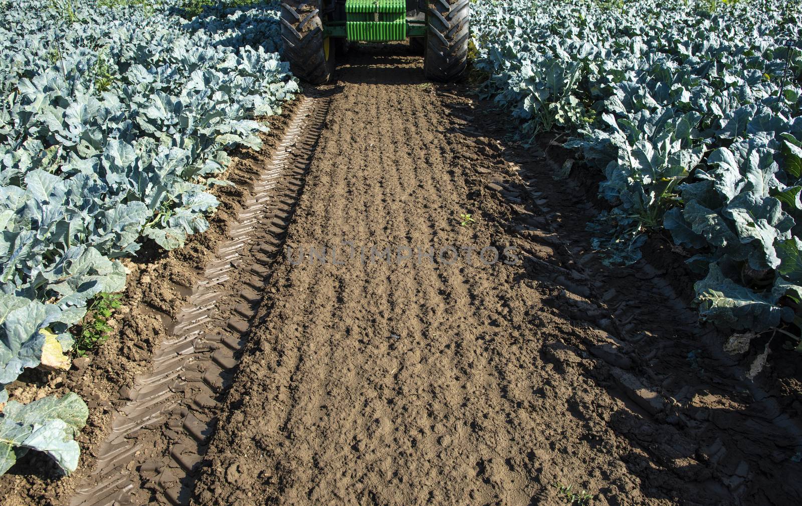 Tractor in broccoli farmland. Big broccoli plantation. Concept for growing broccoli. Sunny day. Traces of tractor tires