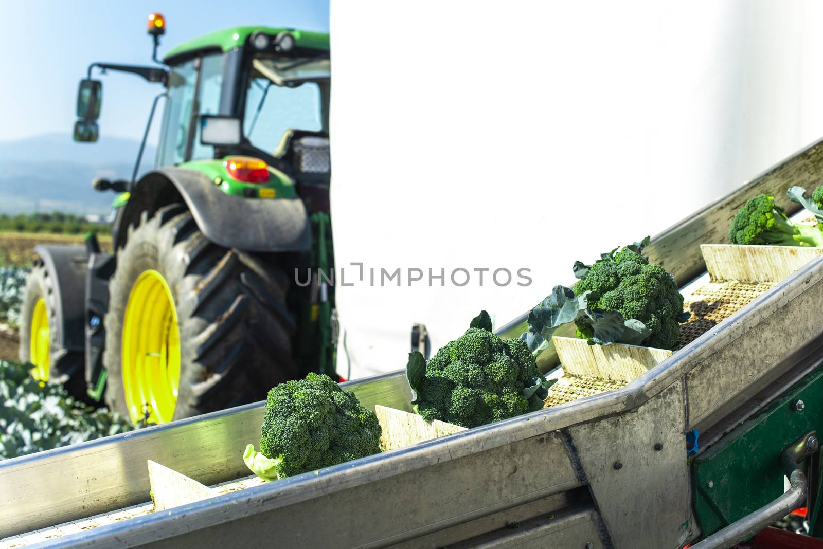 Harvest broccoli in farm with tractor and conveyor. Workers picking broccoli in the field. Concept for growing and harvest broccoli automated.