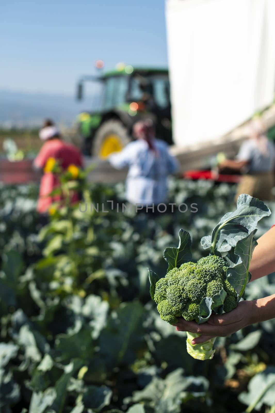 Worker shows broccoli on plantation. Picking broccoli. Tractor and automated platform in broccoli big garden. Sunny day. Woman hold broccoli head.