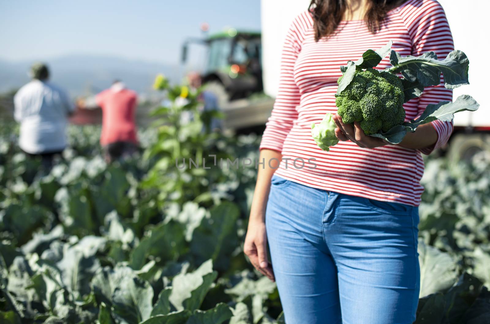 Worker shows broccoli on plantation. Picking broccoli. Tractor a by deyan_georgiev