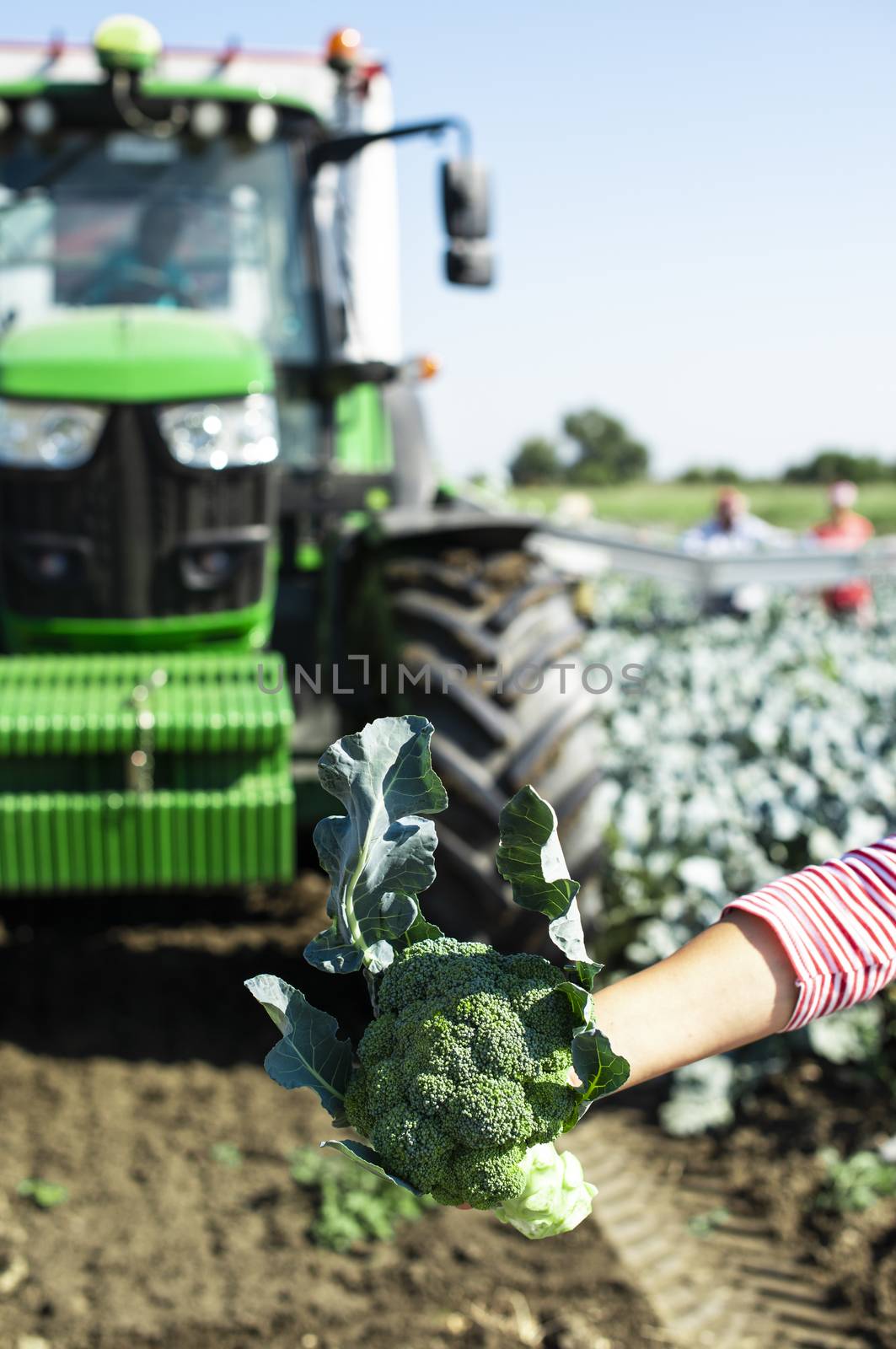 Worker shows broccoli on plantation. Picking broccoli. Tractor a by deyan_georgiev
