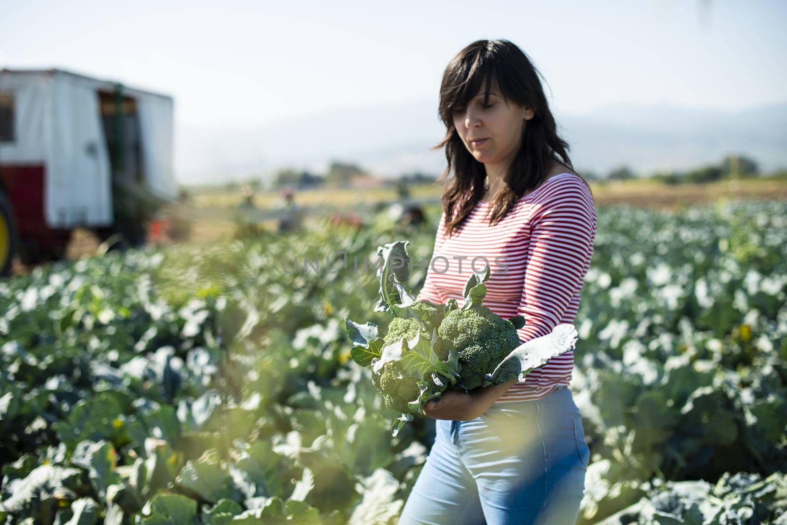 Worker shows broccoli on plantation. Picking broccoli. Tractor and automated platform in broccoli big garden. Sunny day. Woman hold broccoli head.