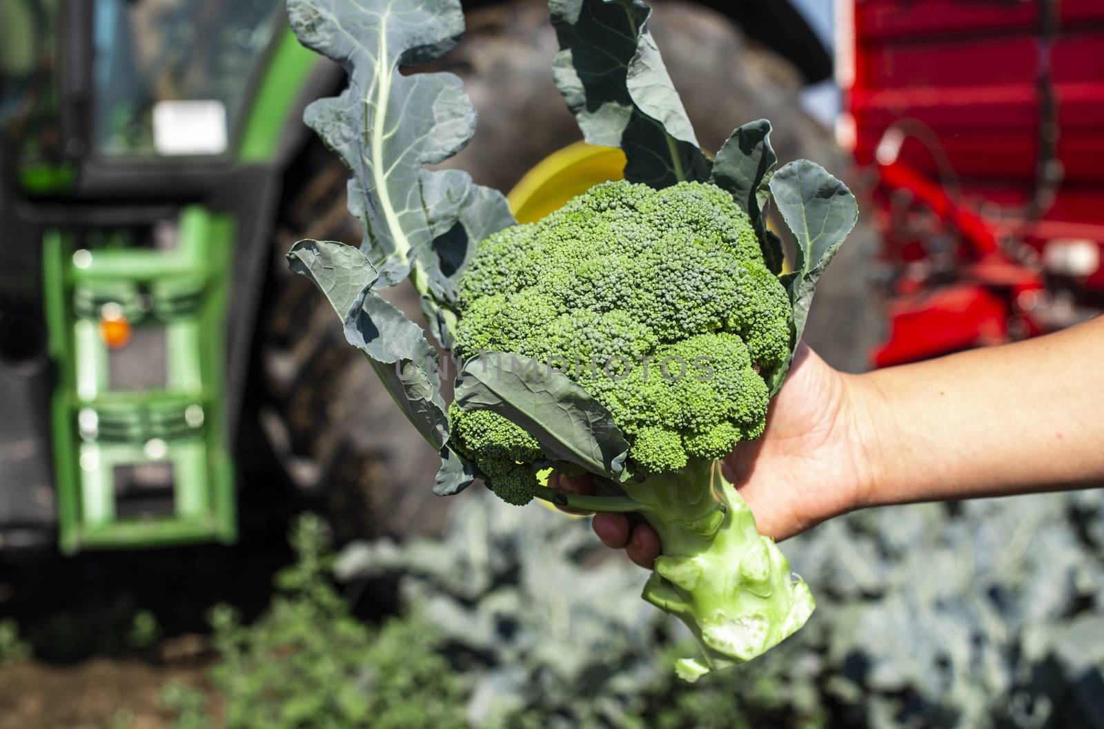 Worker shows broccoli on plantation. Picking broccoli. Tractor and automated platform in broccoli big garden. Sunny day. Woman hold broccoli head.