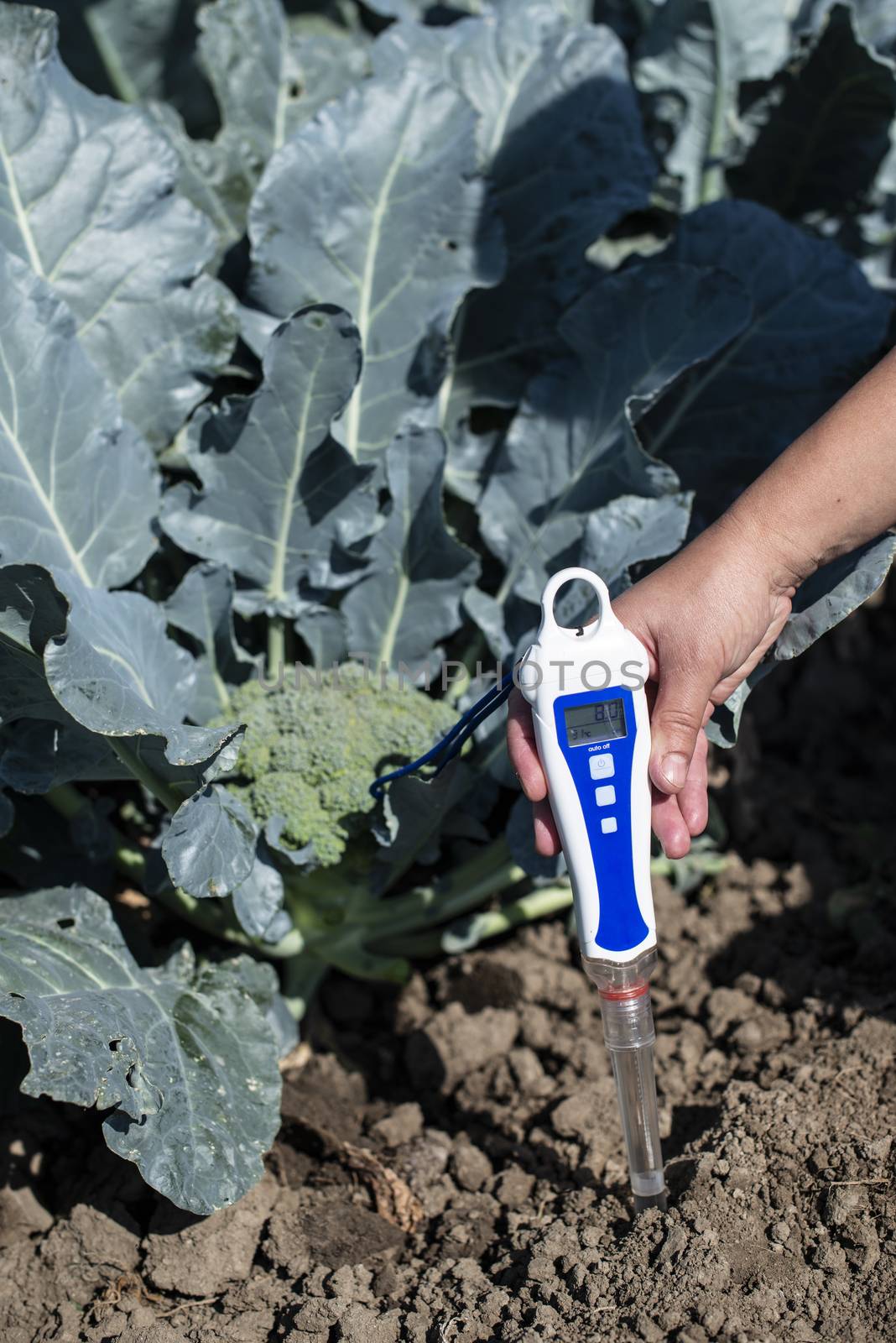 Agronom measure soil in broccoli plantation. Close up broccoli h by deyan_georgiev
