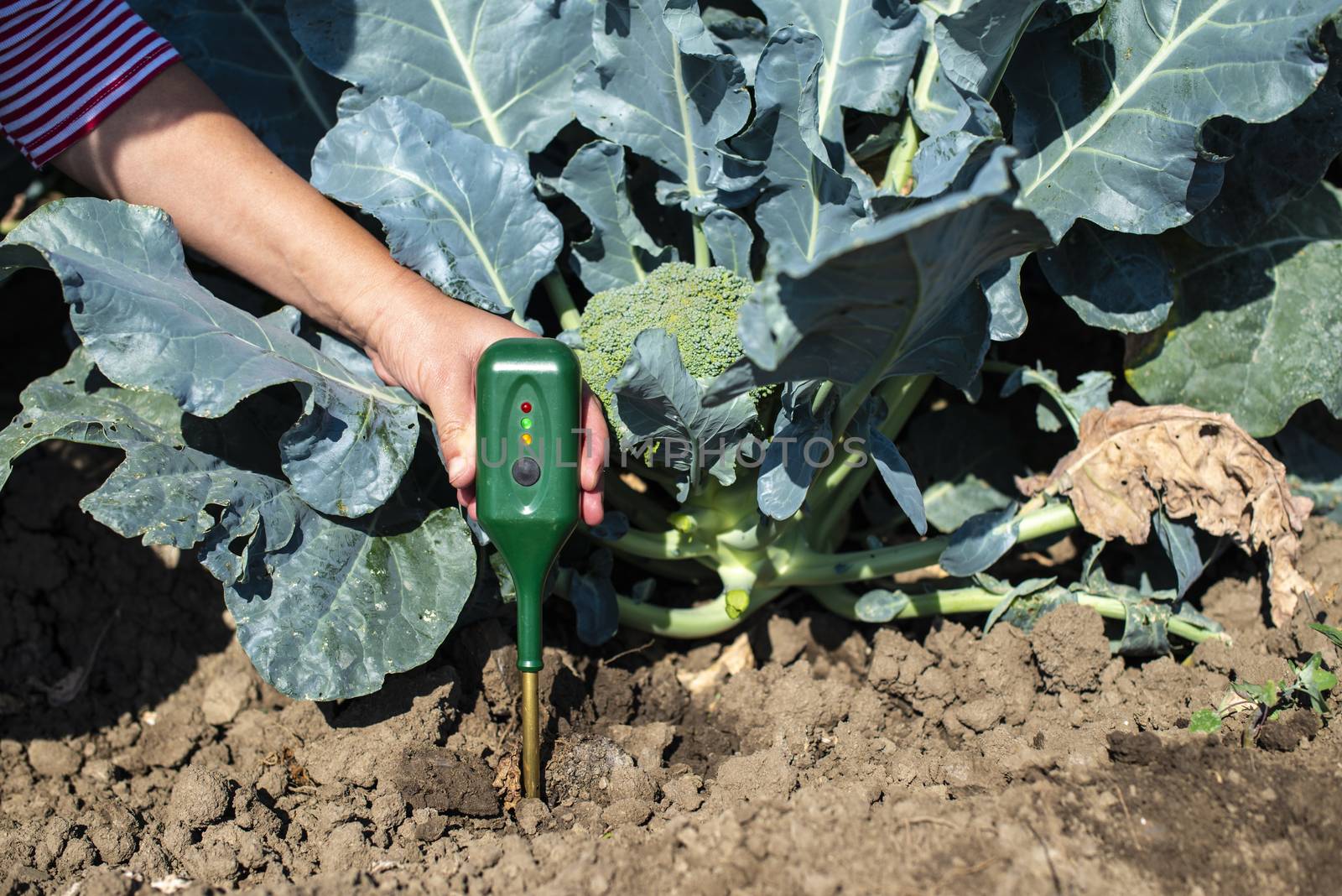 Agronom measure soil in broccoli plantation. Close up broccoli head in garden. Industrial growing and measure soil. Sunny day. Woman hold soil measure device.