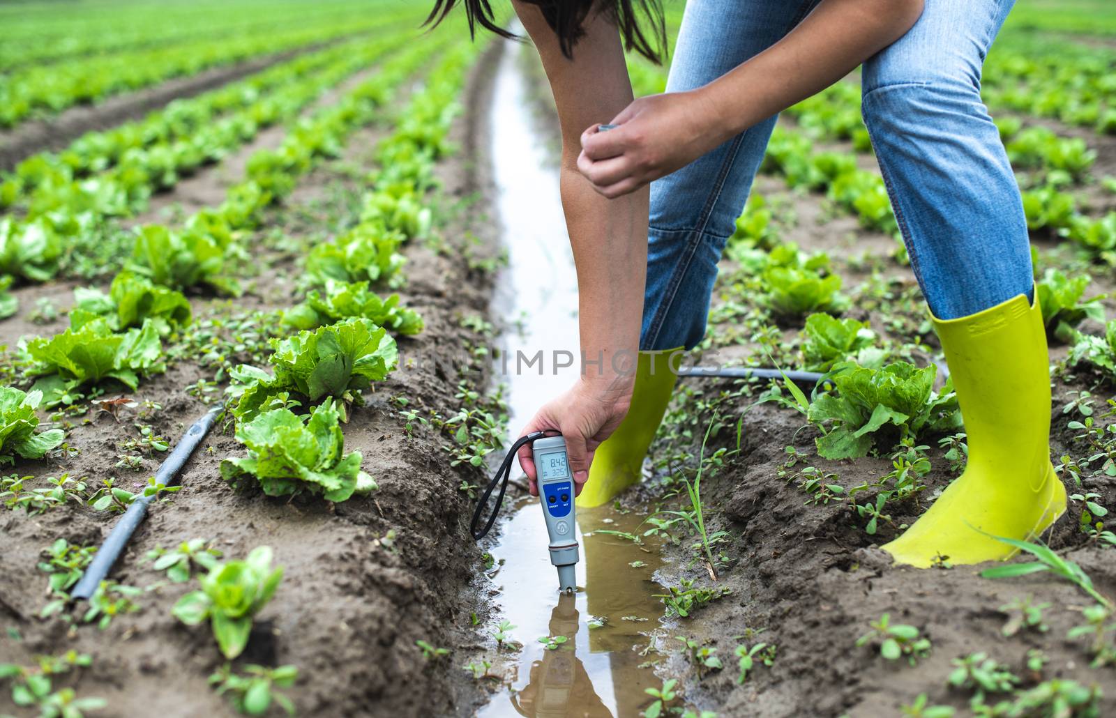 Woman mesures irrigation water with digital PH meter in watering canal. Lettuce plants.