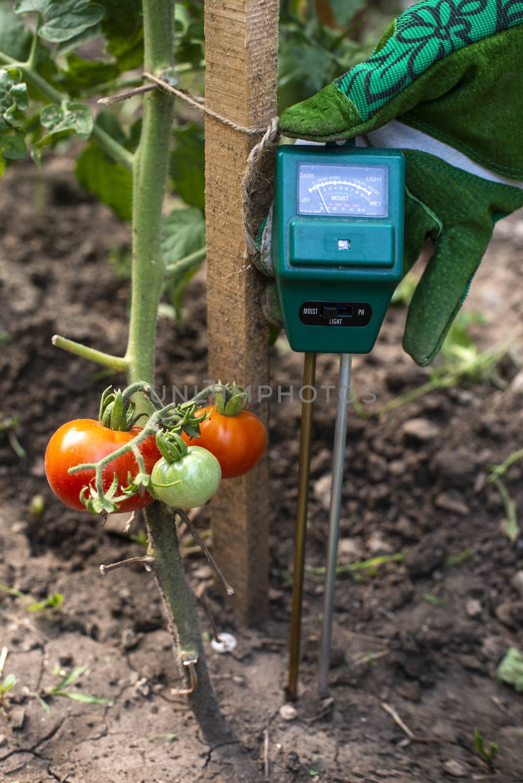 Moisture meter tester in soil. Measure soil for humidity on toma by deyan_georgiev