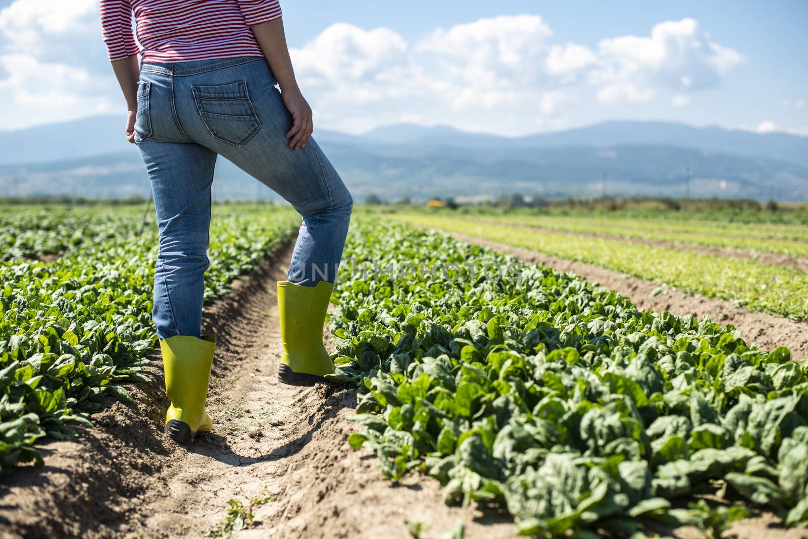 Woman with green boots walking on spinach field. Farmer in industrial vegetable garden.