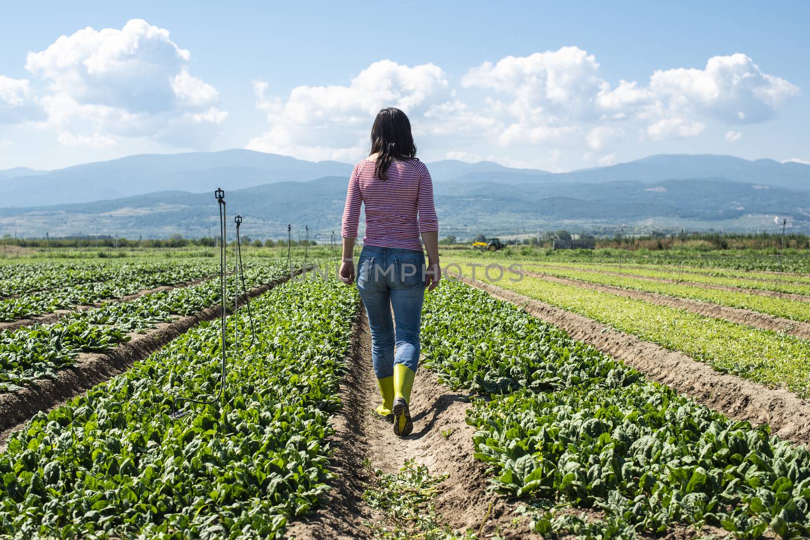 Woman with green boots walking on spinach field. Farmer in industrial vegetable garden.