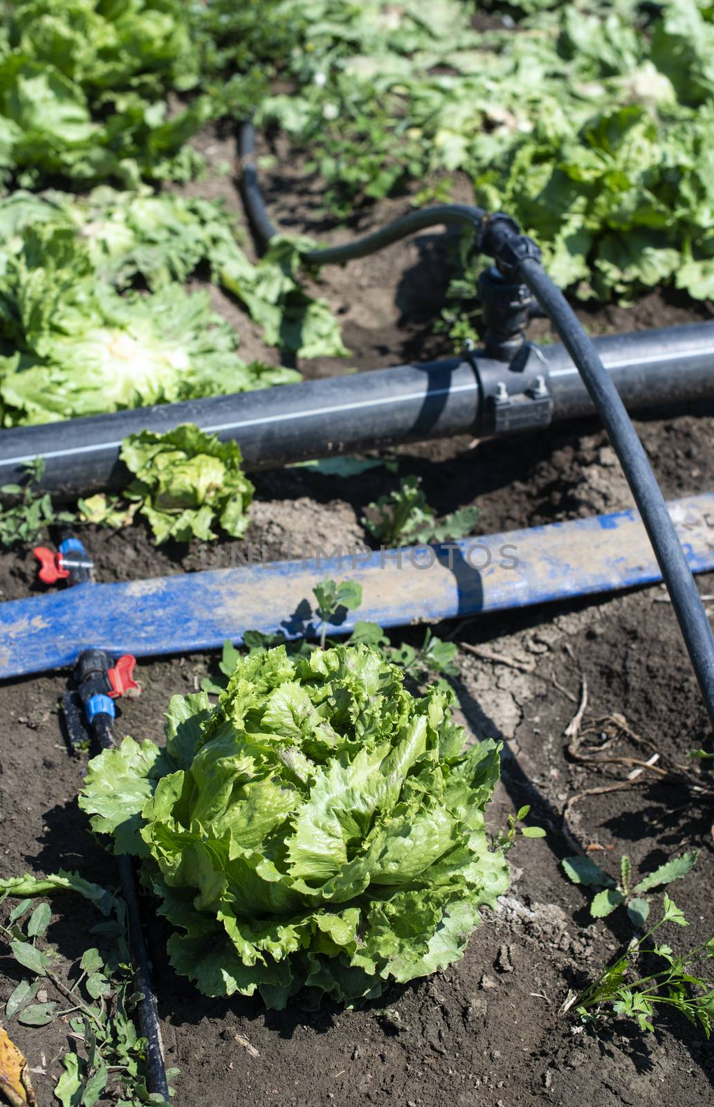 Lettuce iceberg and watering pipes on agriculture farm. Sunny day. Watering vegetables concept.
