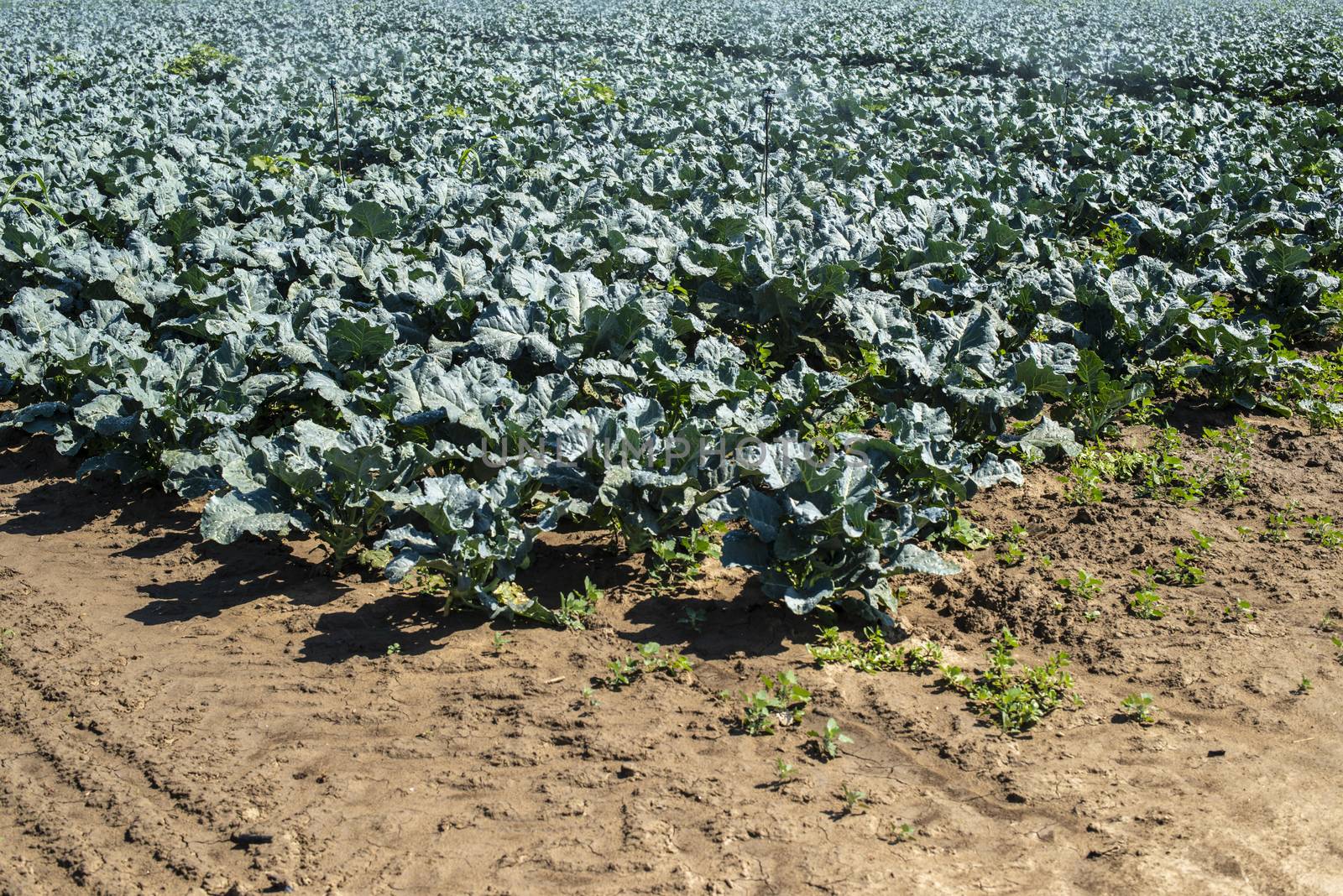 Cabbage farm. Organic spinach leaves on the field. Agriculture bio production concept. Sunny day.