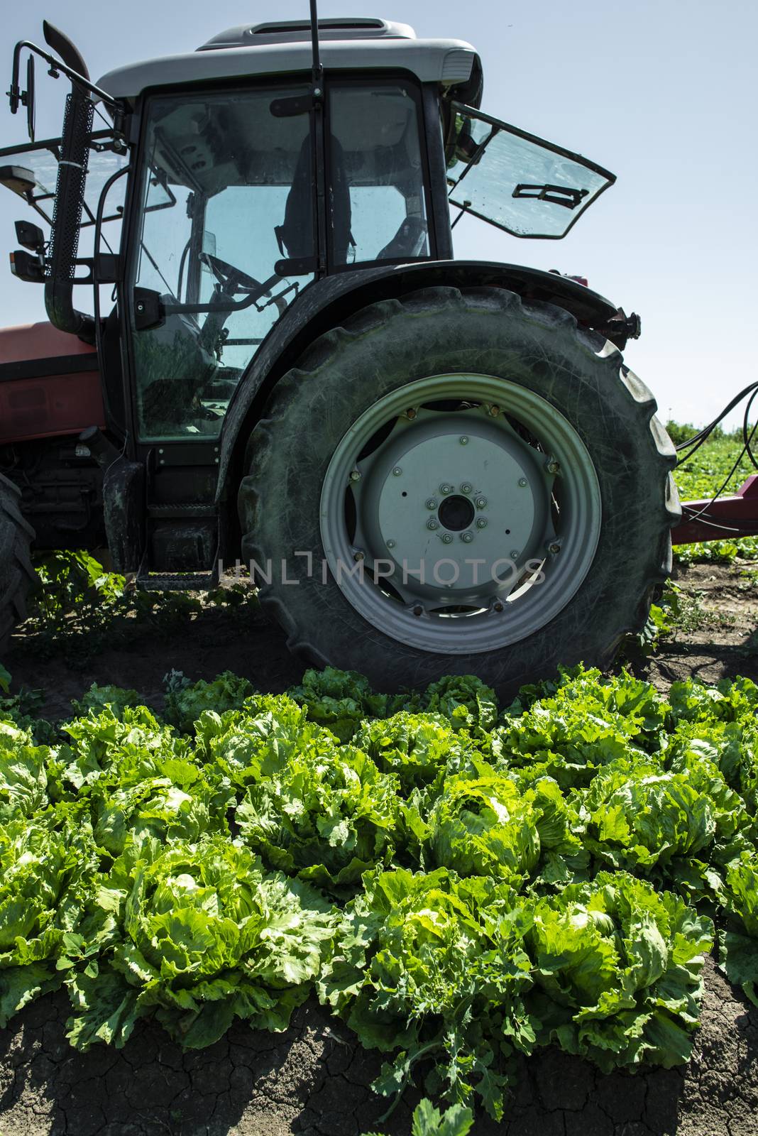 Tractor in lettuce iceberg farm. Harvest Lettuce iceberg on the field.