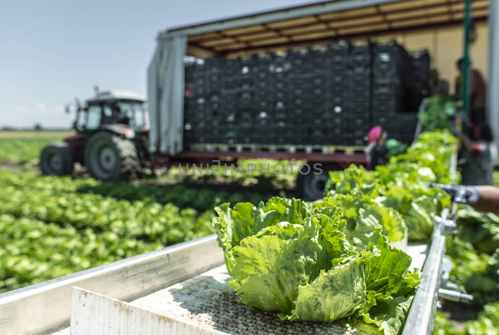 Tractor with production line for harvest lettuce automatically. Lettuce iceberg picking machine on the field in farm. Concept for automatization in the agriculture.