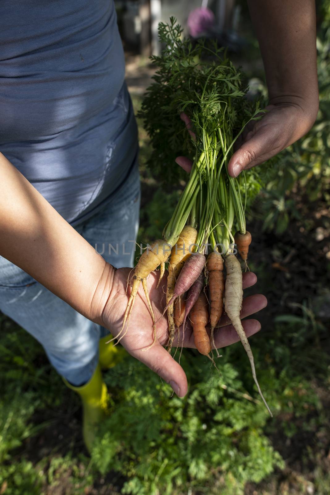 Carrots from small organic farm. Woman farmer hold multi colored by deyan_georgiev