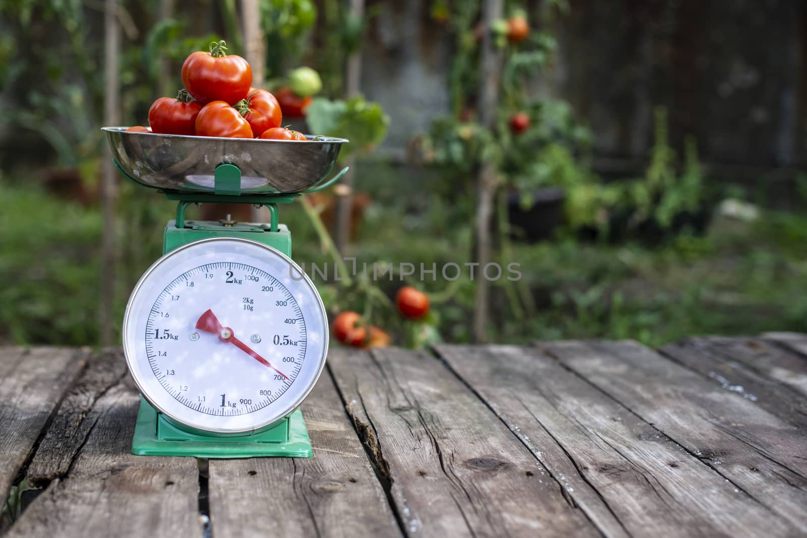 Tomatoes on scales in home organic garden. Measure tomatoes weight in the farm.