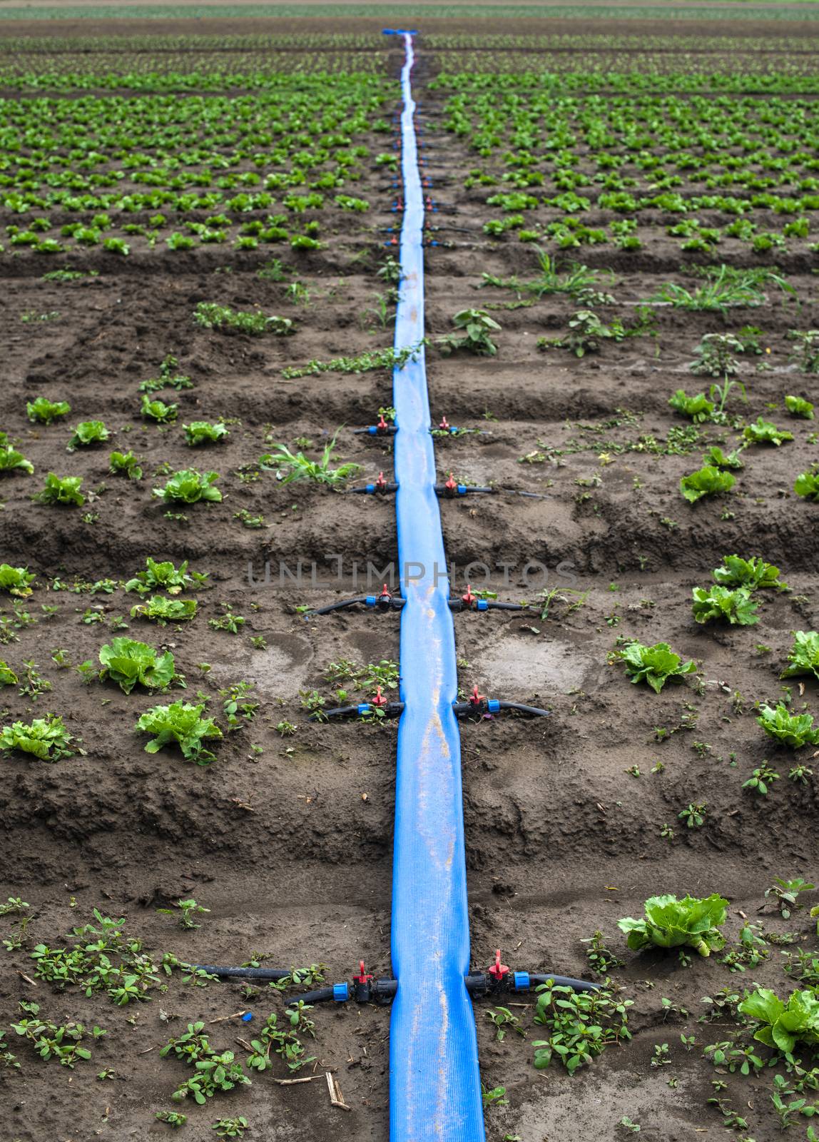 Planted agriculture land and pipe for watering. Iceberg lettuce plants.