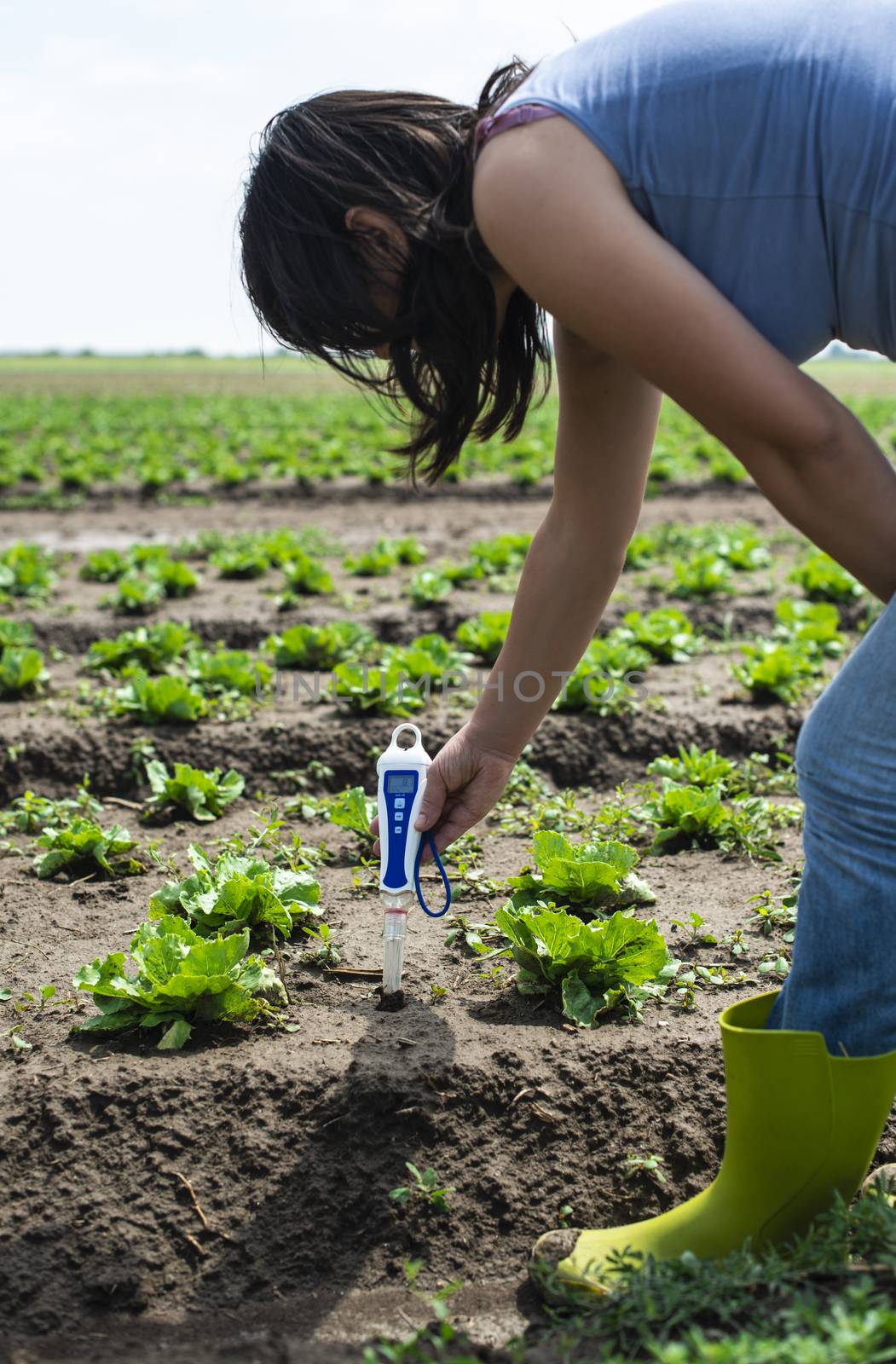 Woman use digital soil meter in the soil. Lettuce plants. Sunny  by deyan_georgiev