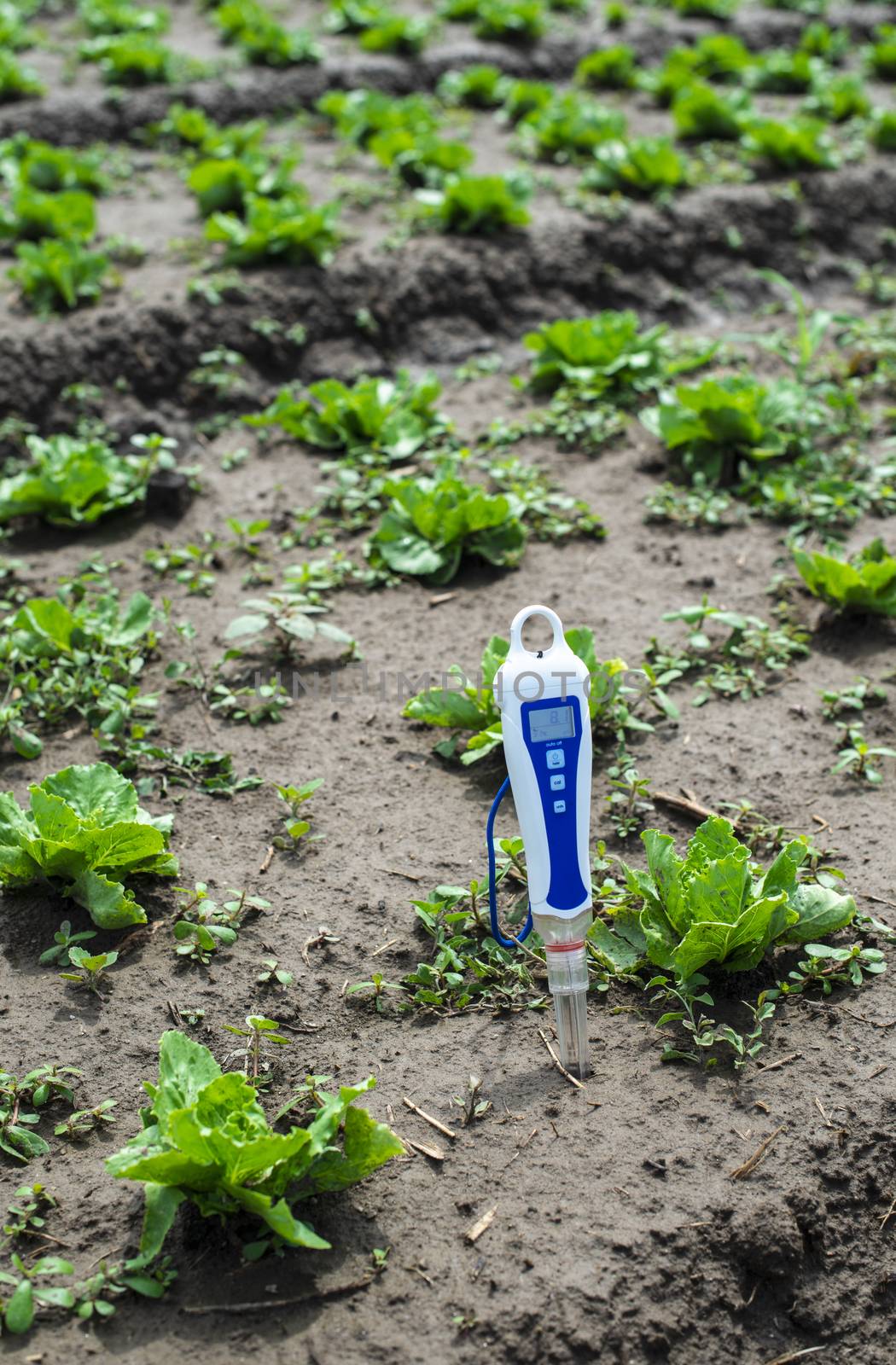 PH meter digital device pricked in the soil. Iceberg lettuce plants.