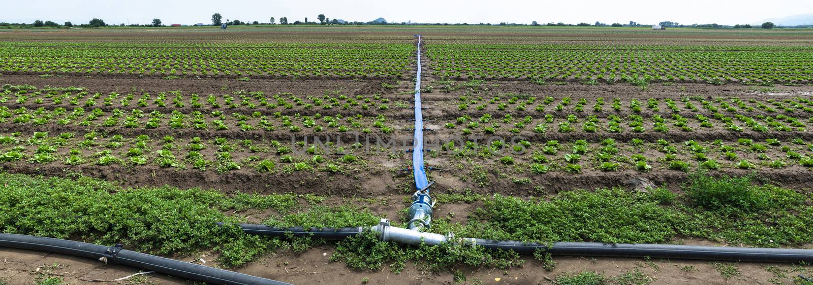 Planted agriculture land and pipe for watering. Iceberg lettuce plants. Panoramic image