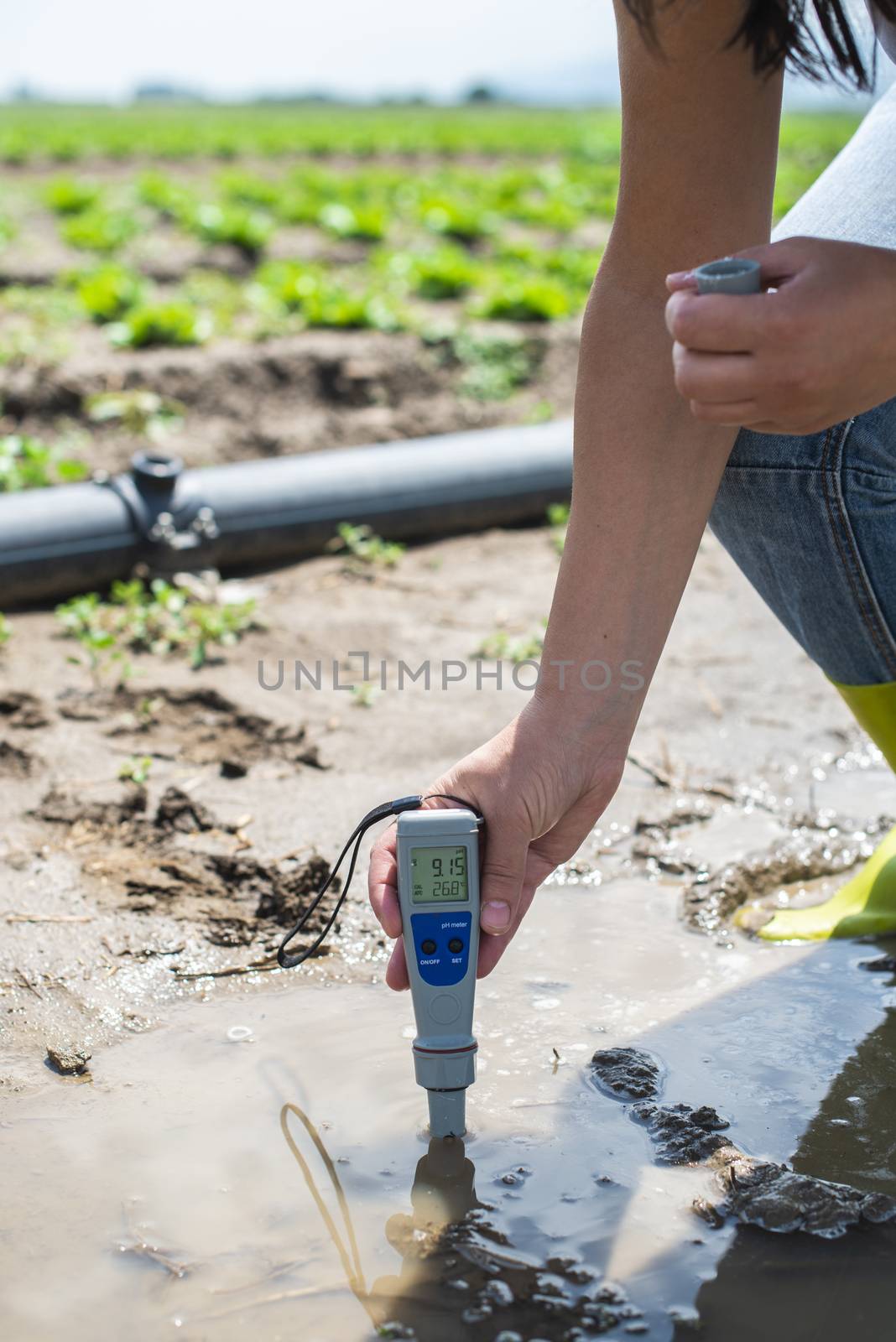 Woman mesures irrigation water with digital PH meter in water puddle. Lettuce plants and pipes.