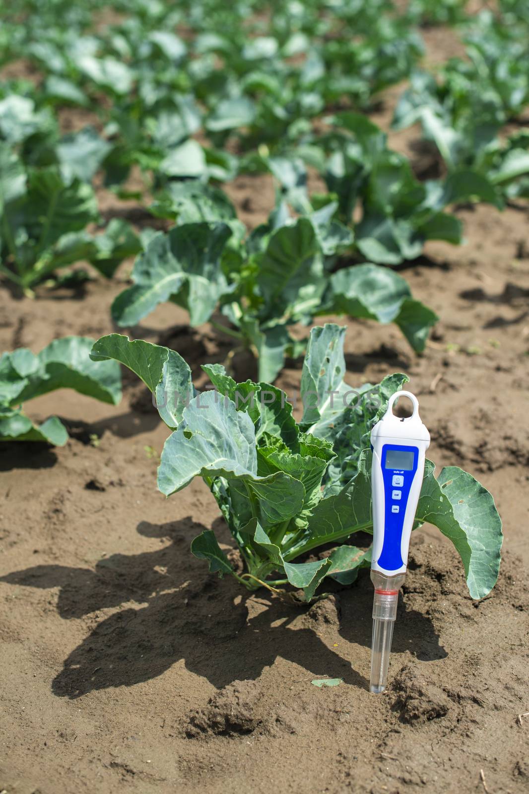 PH meter digital device pricked in the soil. Cabbage plants.