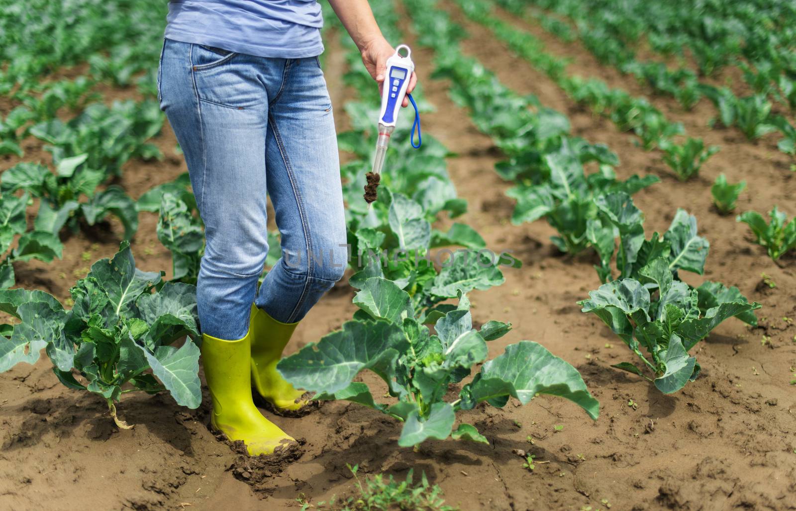 Woman use digital soil meter in the soil. Cabbage plants. Sunny day. Plant care in agriculture concept.